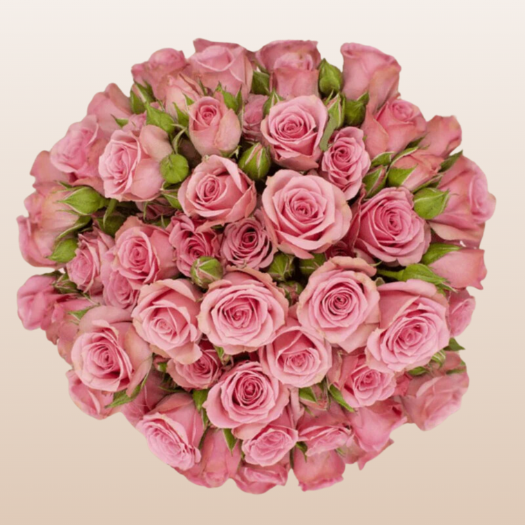 Lydia Medium Pink Spray Roses
