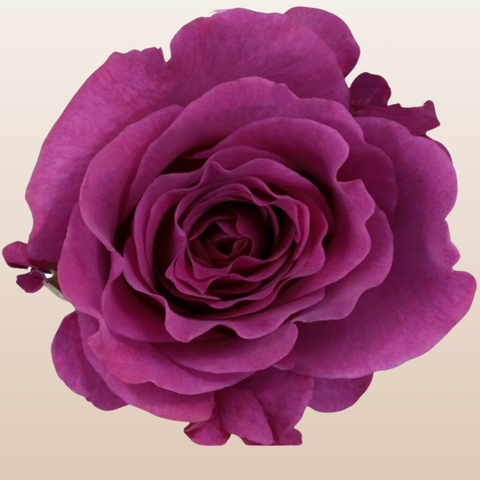 Mamy Blue Garden Roses