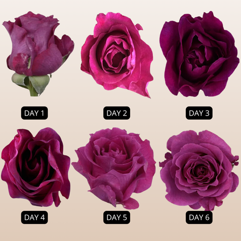 Mamy Blue Garden Roses