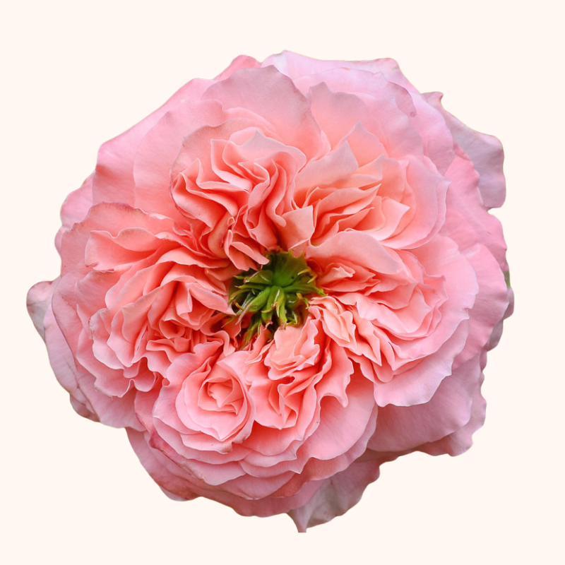 Mandarin Xpression Garden Roses