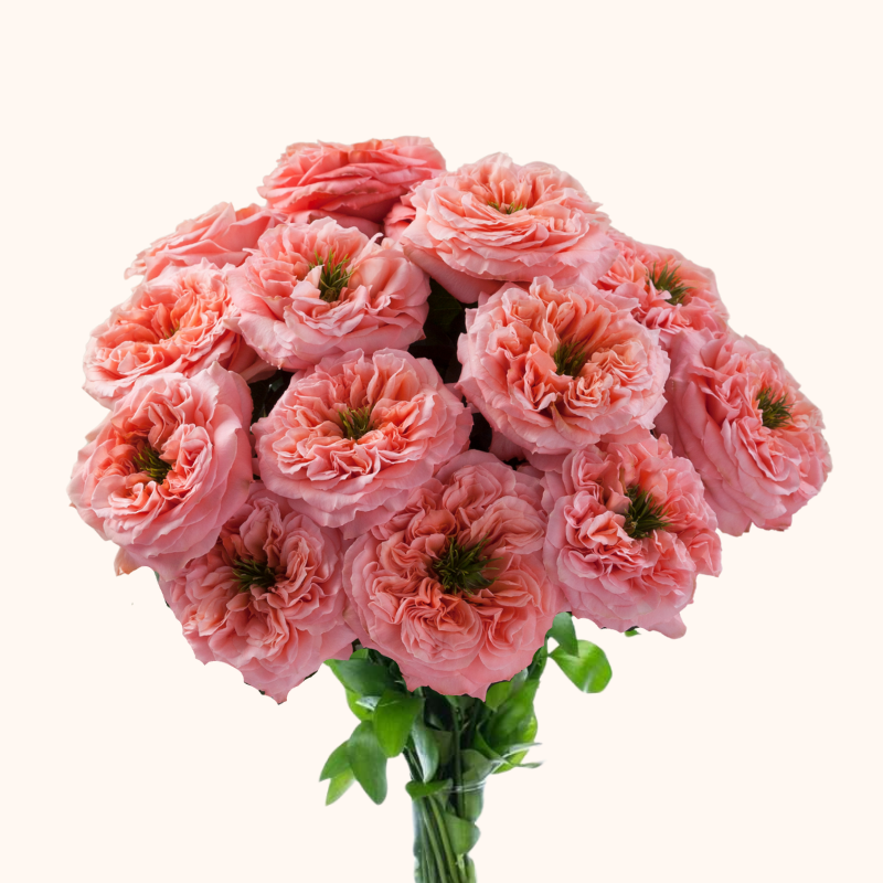 Mandarin Xpression Garden Roses