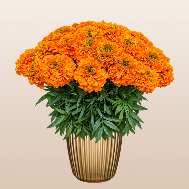 Marigold Orange