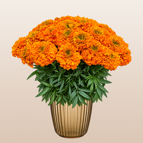 Marigold Orange