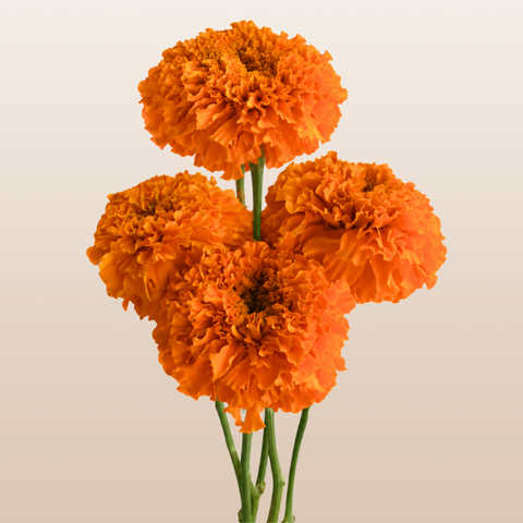 Marigold Orange