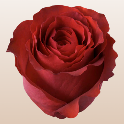 Matilda Roses
