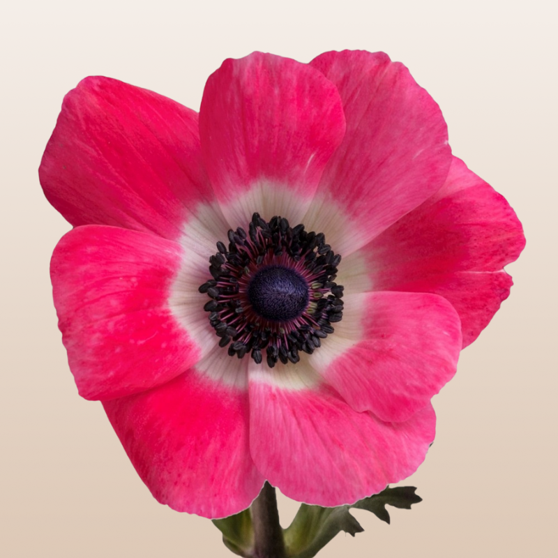 Anemones Mistral Pinkie