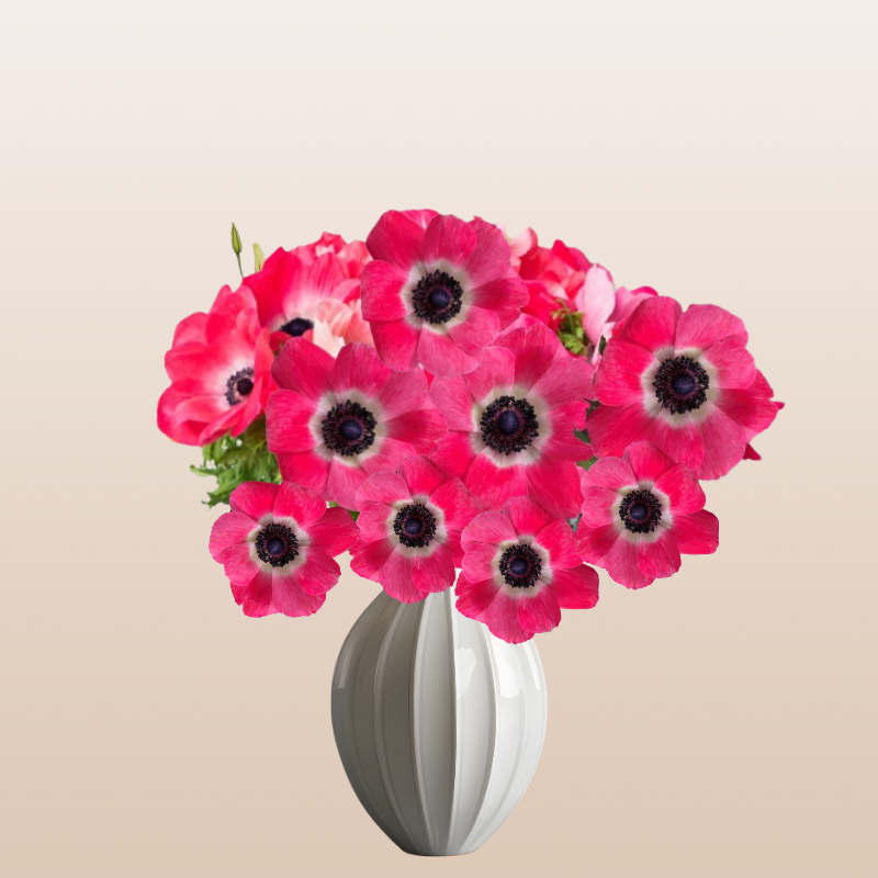 Anemones Mistral Pinkie