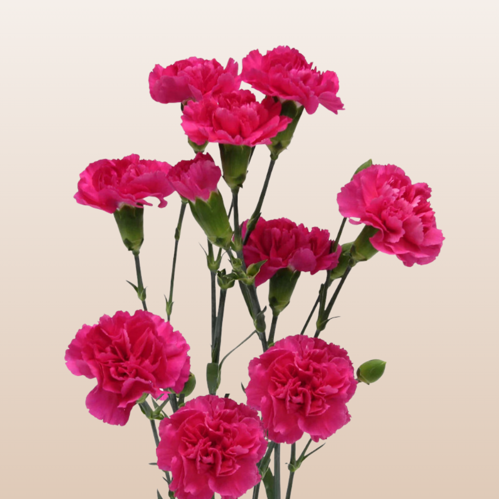 Mini Carnation Hot Pink Pigeon