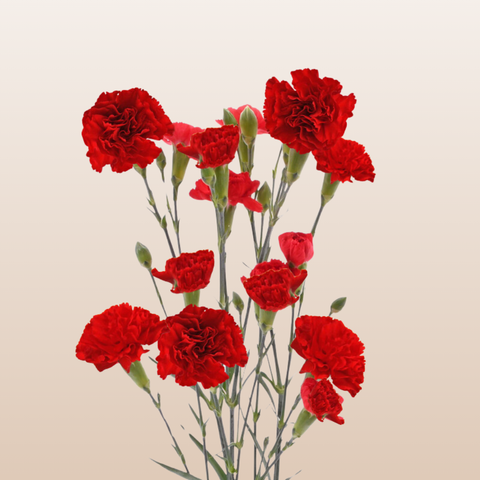 Mini Carnation Red Rony