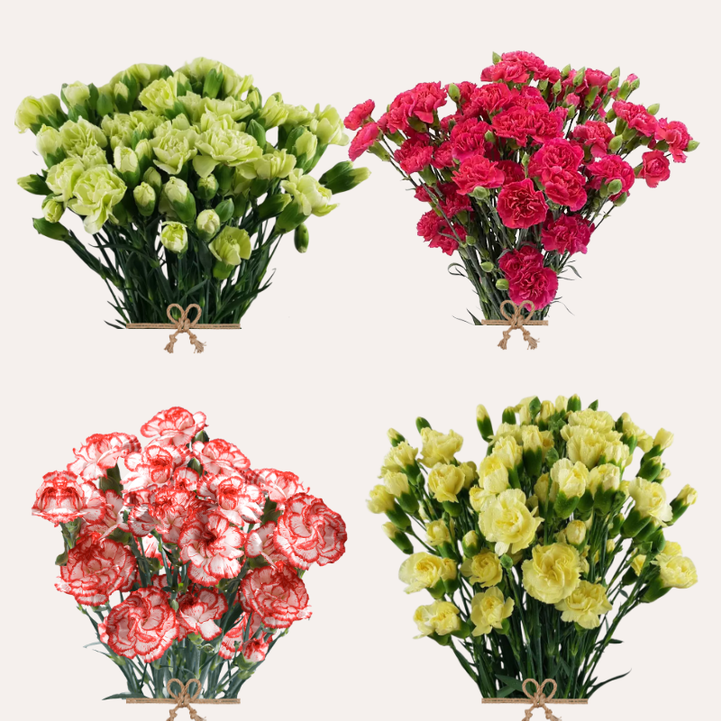 Mini Carnation Assorted Summer