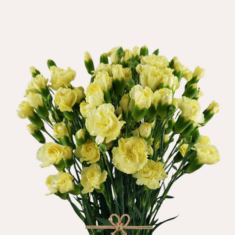 Mini Carnations Light Yellow Imagine