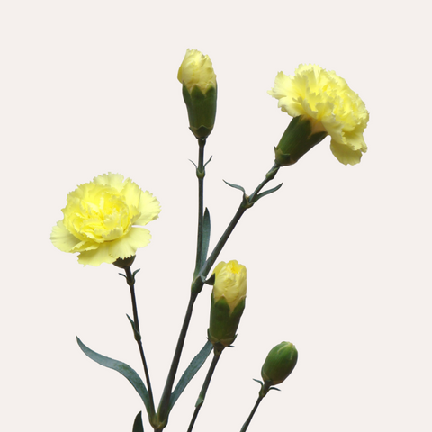 Mini Carnations Light Yellow Imagine