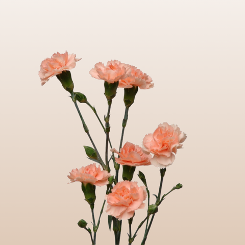 Mini Carnations Peach Hamada