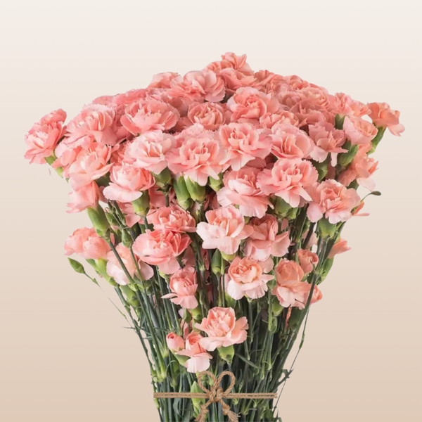 Mini Carnations Peach Hamada – EbloomsDirect Mini Carnations Peach Hamada – EbloomsDirect