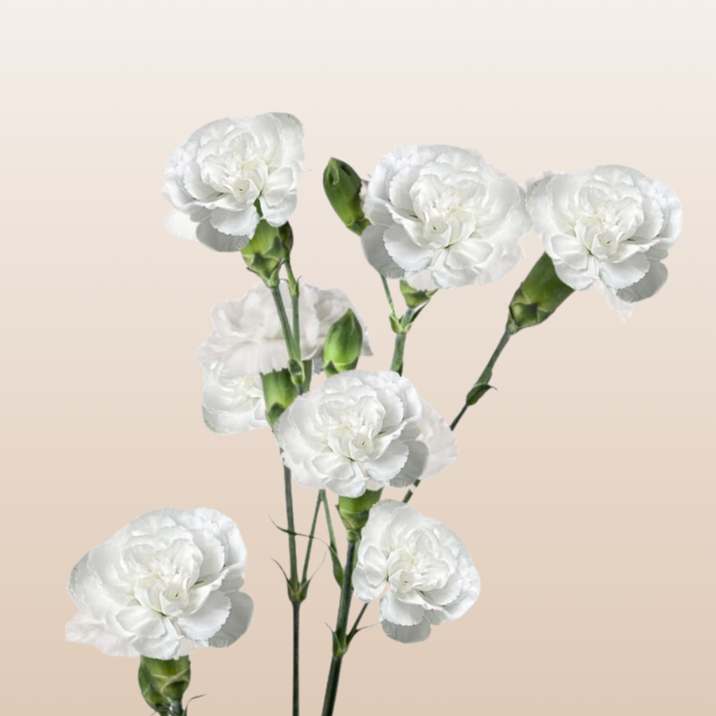 Mini Carnations White Nimbus
