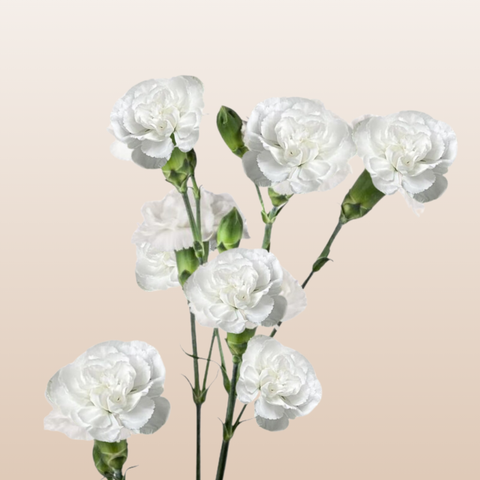 Mini Carnations White Nimbus – EbloomsDirect