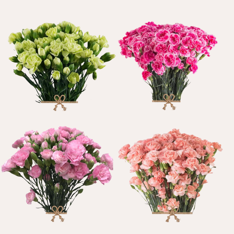 Mini Carnation Assorted Spring