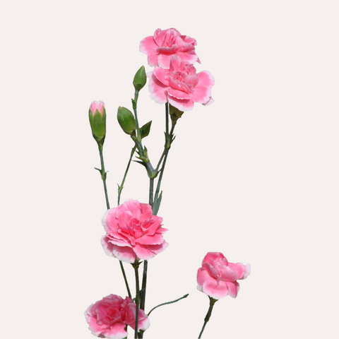 Mini Carnations Bicolor Hot Pink Cherry Tessino – EbloomsDirect