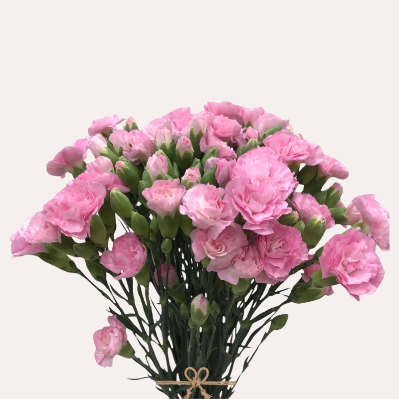 Mini Carnations Pink Pigeon