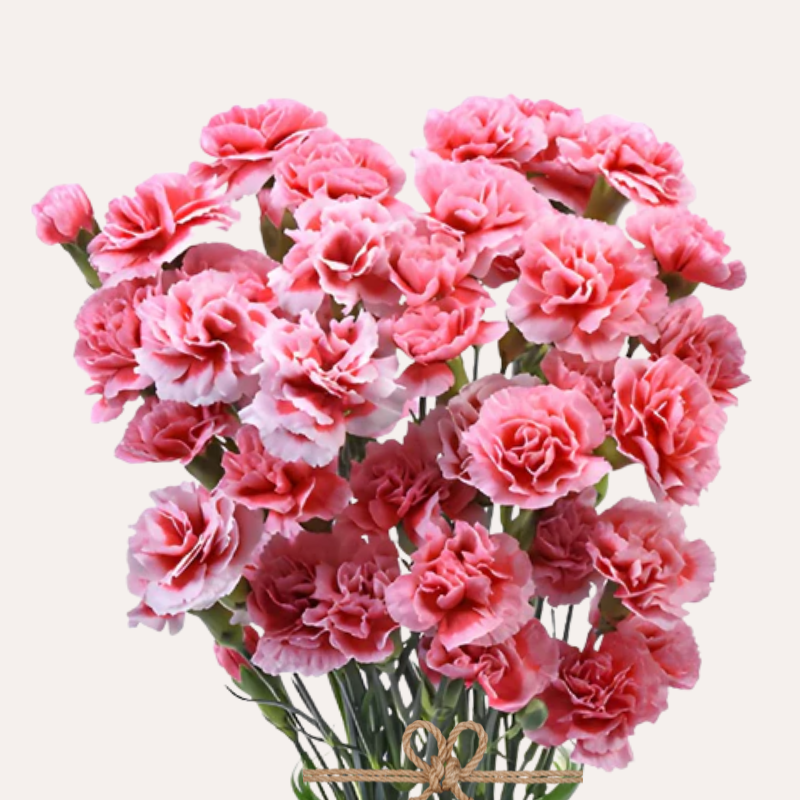 Mini Carnations Bicolor Red Scarlette Plus