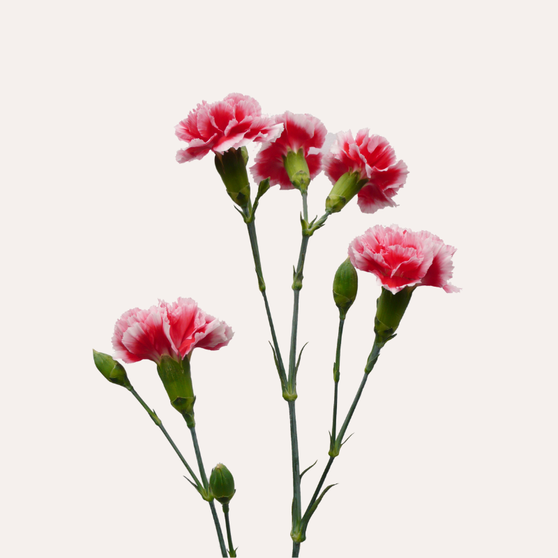Mini Carnations Bicolor Red Scarlette Plus