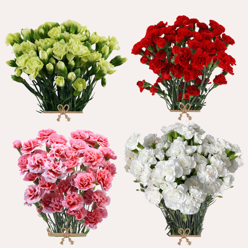 Mini Carnation Xmas assorted