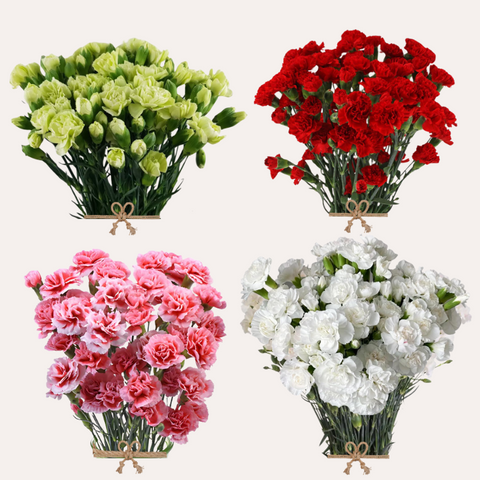 Mini Carnation Xmas assorted