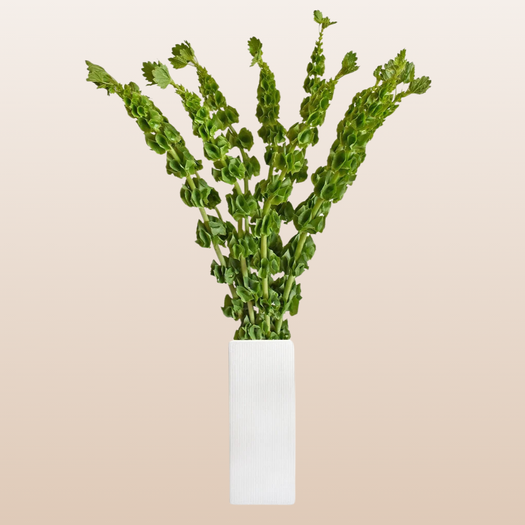 Molucella Bells of Ireland