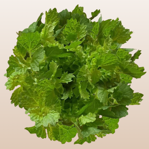 Molucella Bells of Ireland