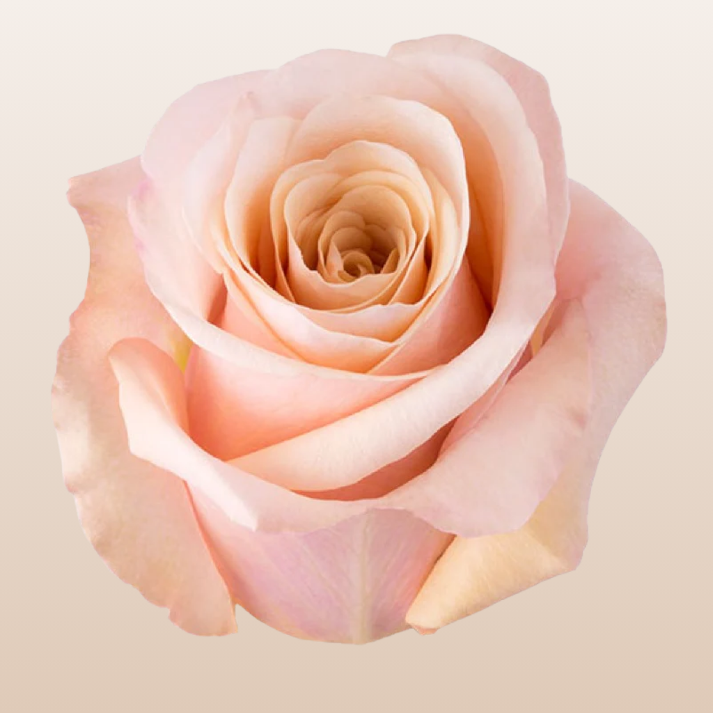 Mother of Pearl Roses
