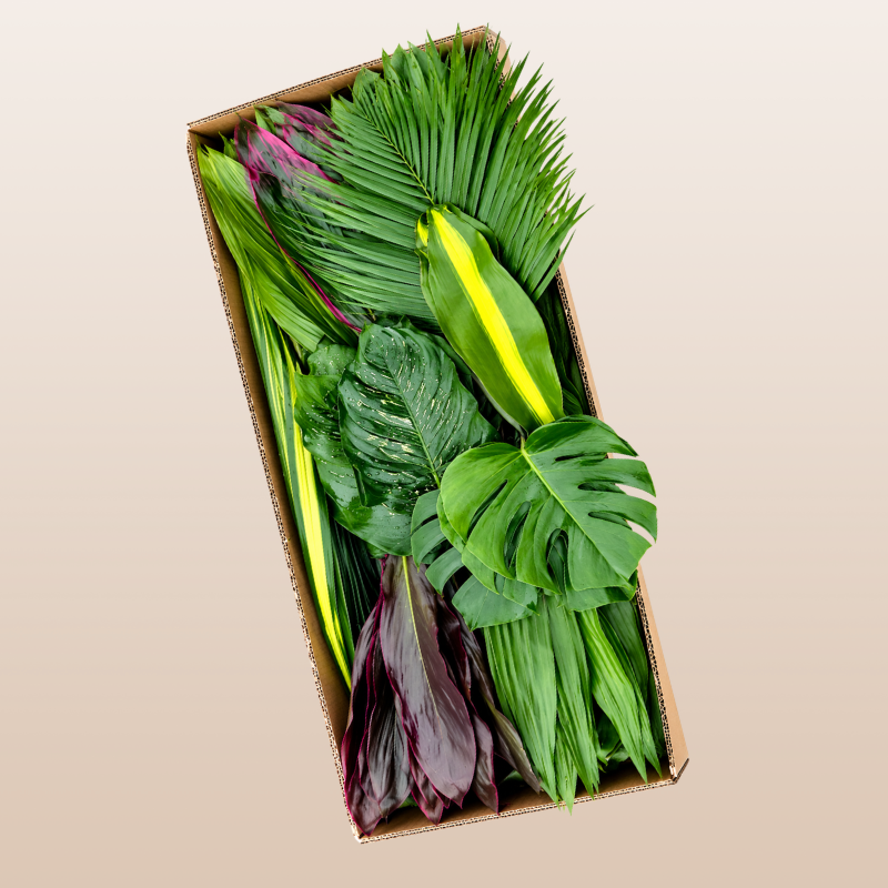 Mountain Tropical Greens Box filled with premium tropical foliage including Monstera, Aspidistra, Cordyline, Pandanus and Phoenix Palm harvested fresh in Ecuador.