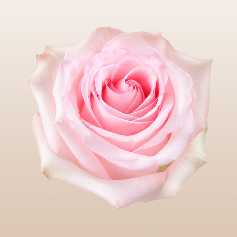 Pink rose closeup beige background | EbloomsDirect
