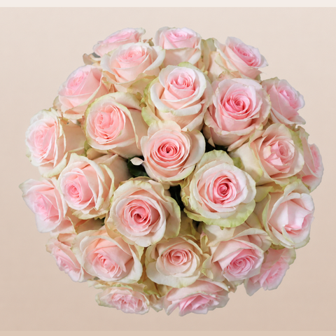 Pink white rose bouquet beige background | EbloomsDirect