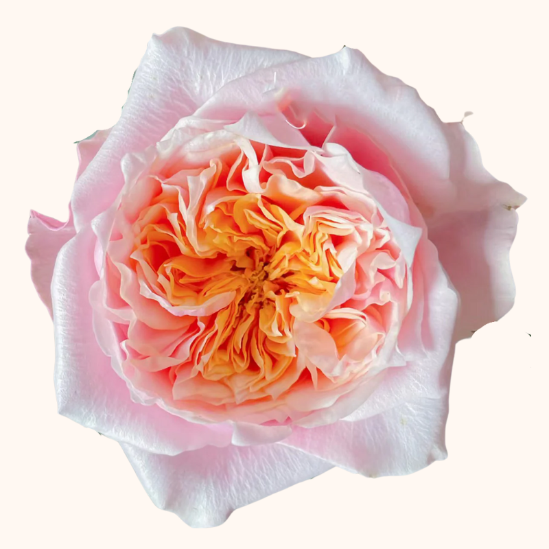 Notting Hill Garden Roses with Free Delivery all the USA Notting Hill Garden Roses with Free Delivery all the USA