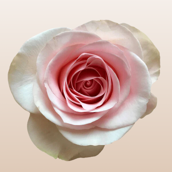 Faith Rose Variety - EbloomsDirect – Eblooms Farm Direct Inc.
