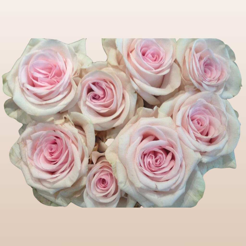 Novia Roses