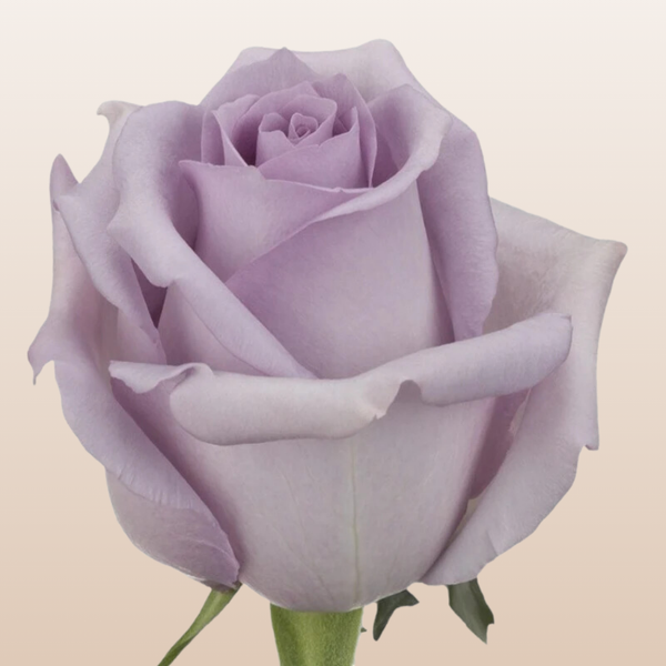 Ocean Song Roses – Eblooms Farm Direct Inc.