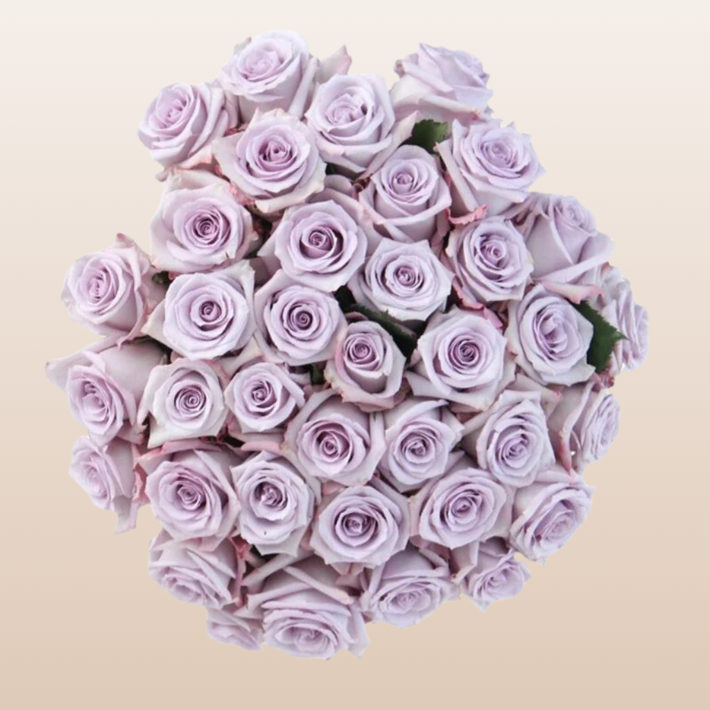 Ocean Mist Roses Ocean Song Roses – Eblooms Farm Direct Inc.