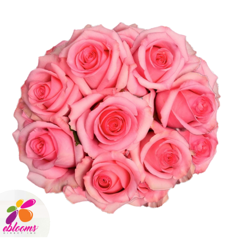 Opala medium Pink Rose Variety - EbloomsDirect – Eblooms Farm Direct Inc.