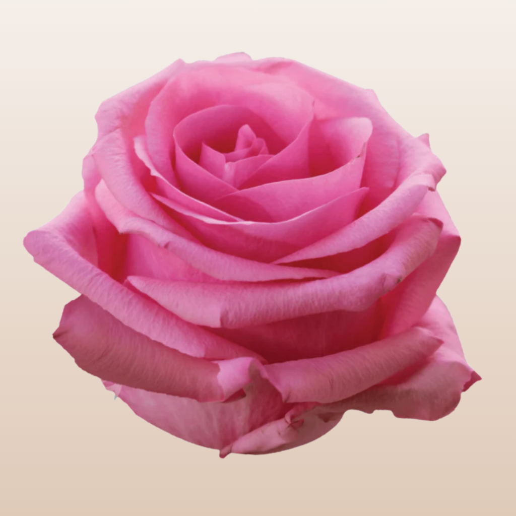 Opala Roses