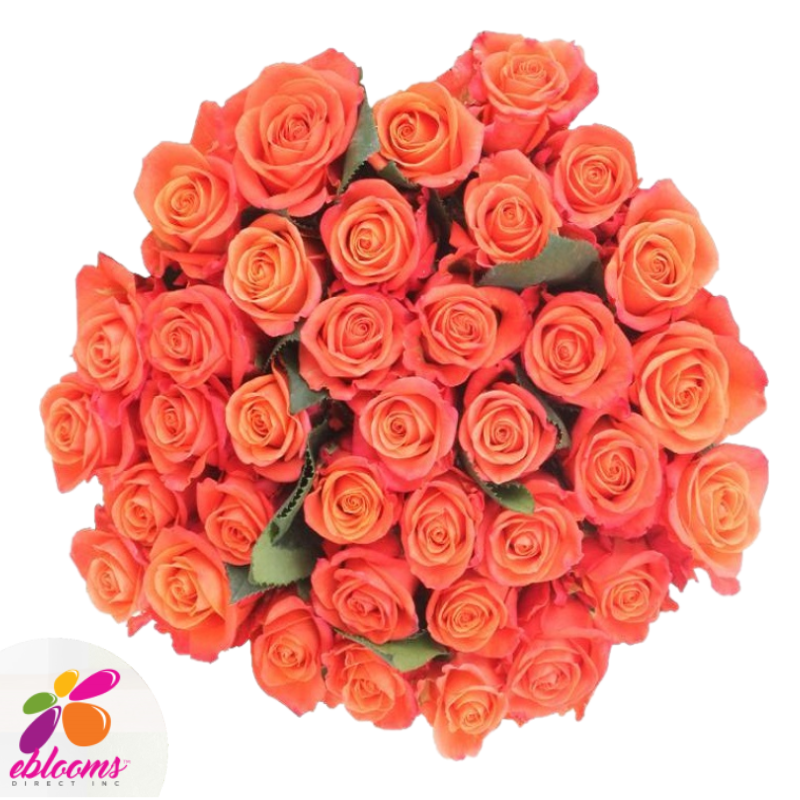 Orange Crush Roses – Eblooms Farm Direct Inc.