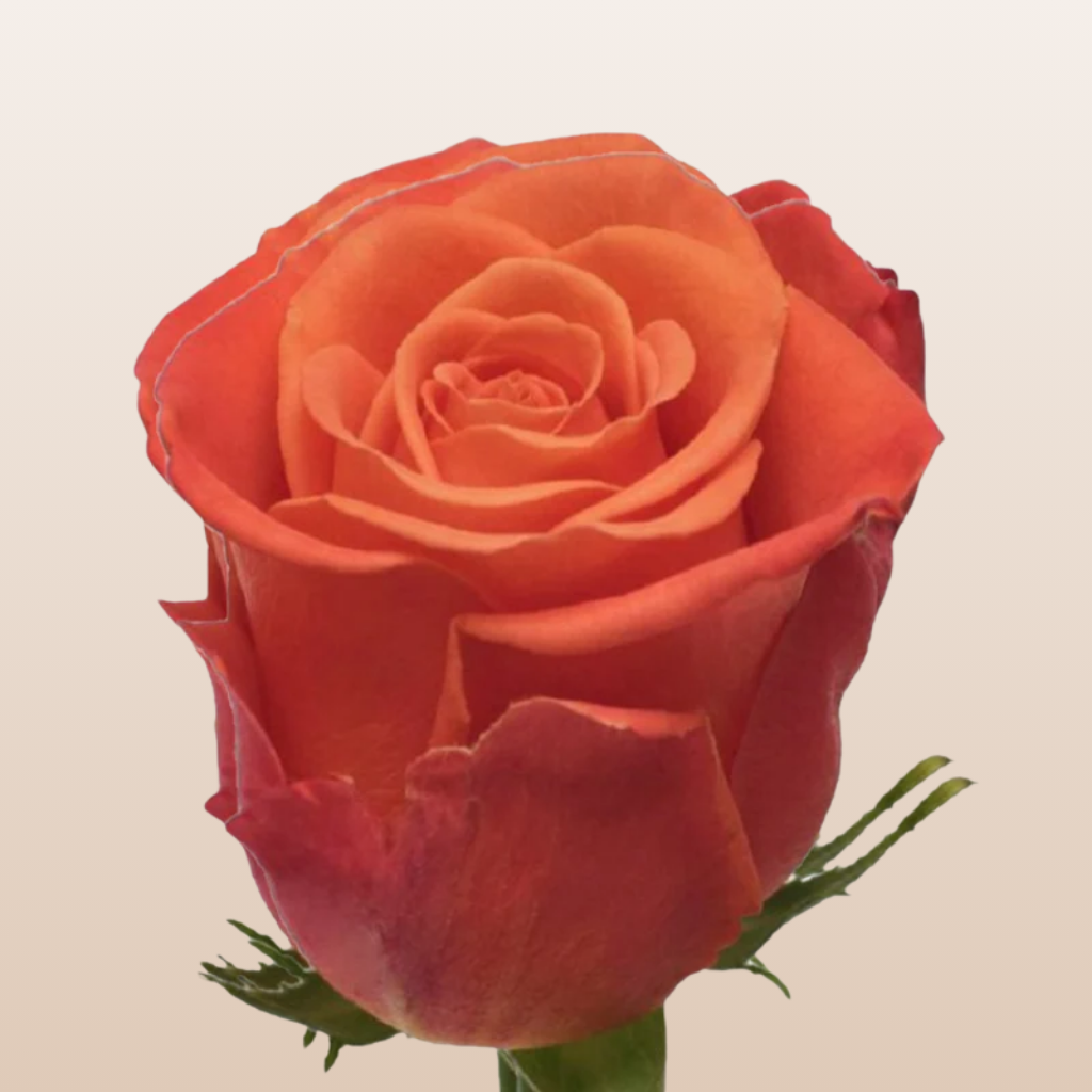 Crush Roz Orange Crush Roses – EbloomsDirect