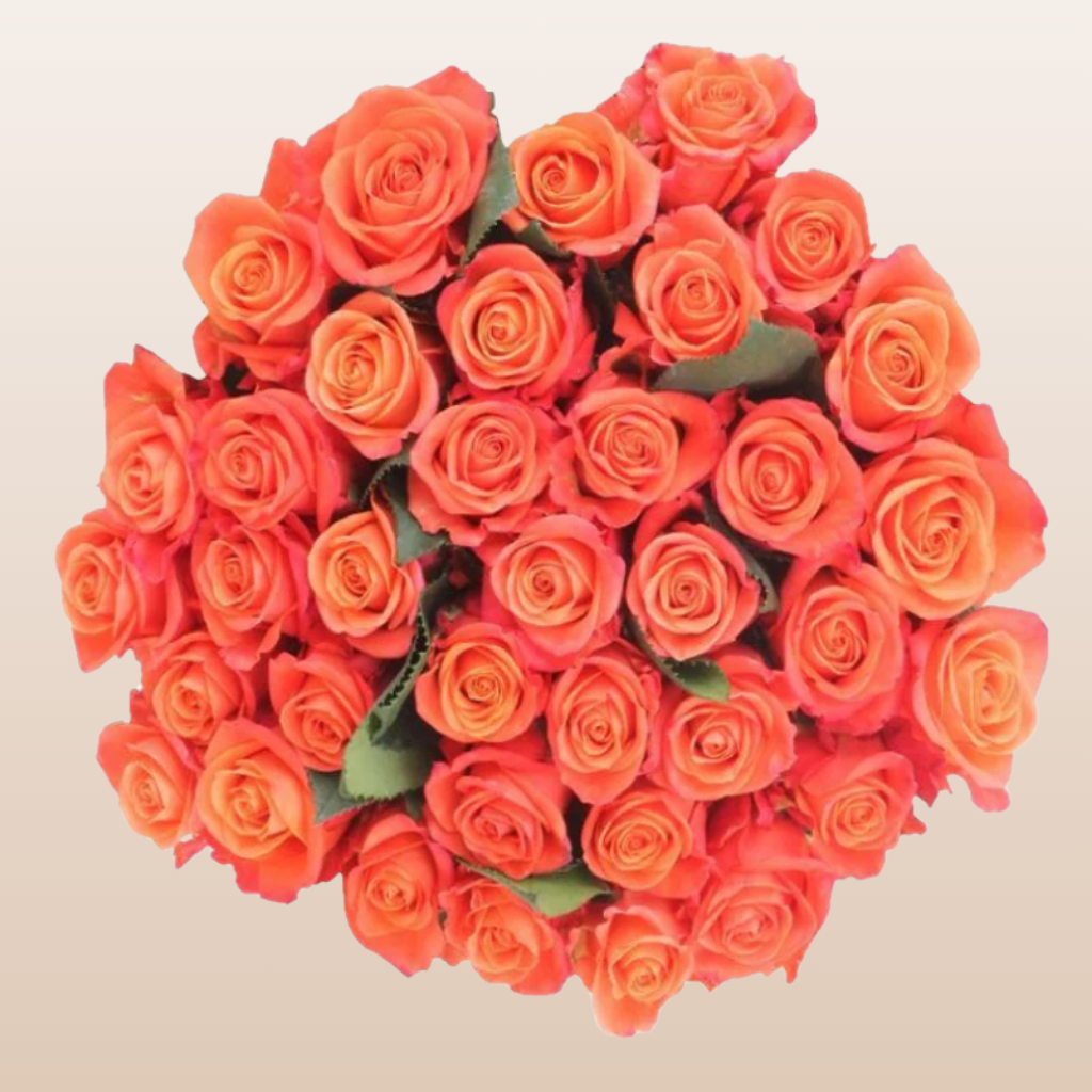 Orange Crush Roses – EbloomsDirect