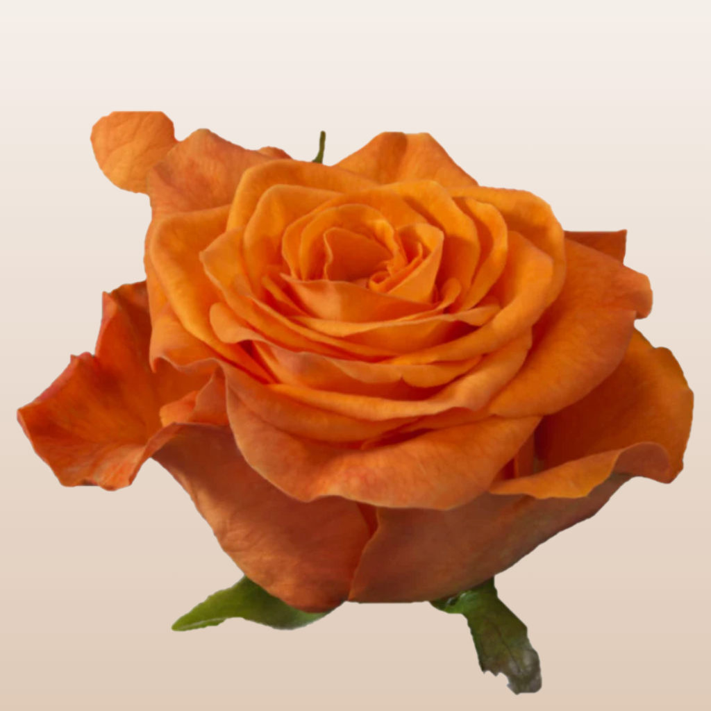 Orange Only Roses