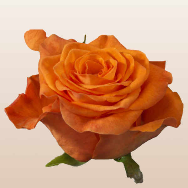Orange Only Roses – EbloomsDirect