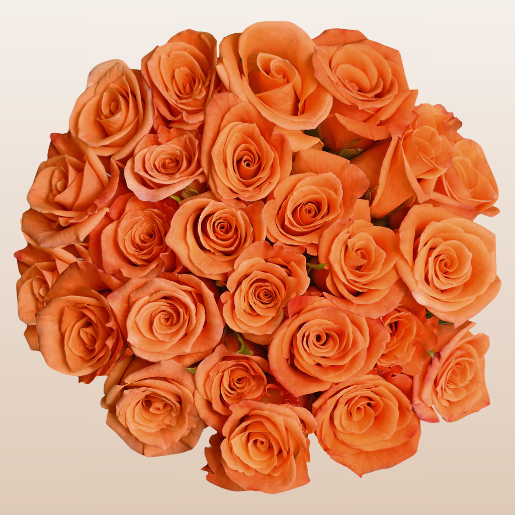 Orange Roses