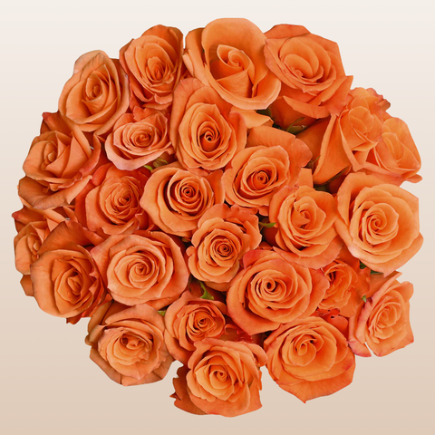 Orange Roses