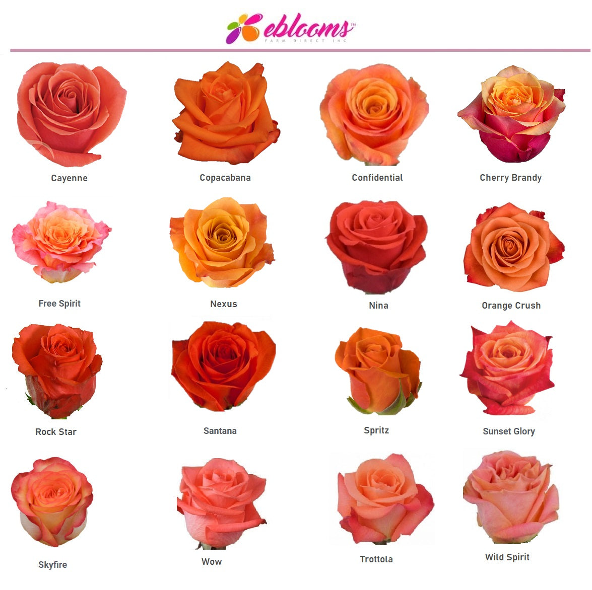 Orange Only Roses – EbloomsDirect