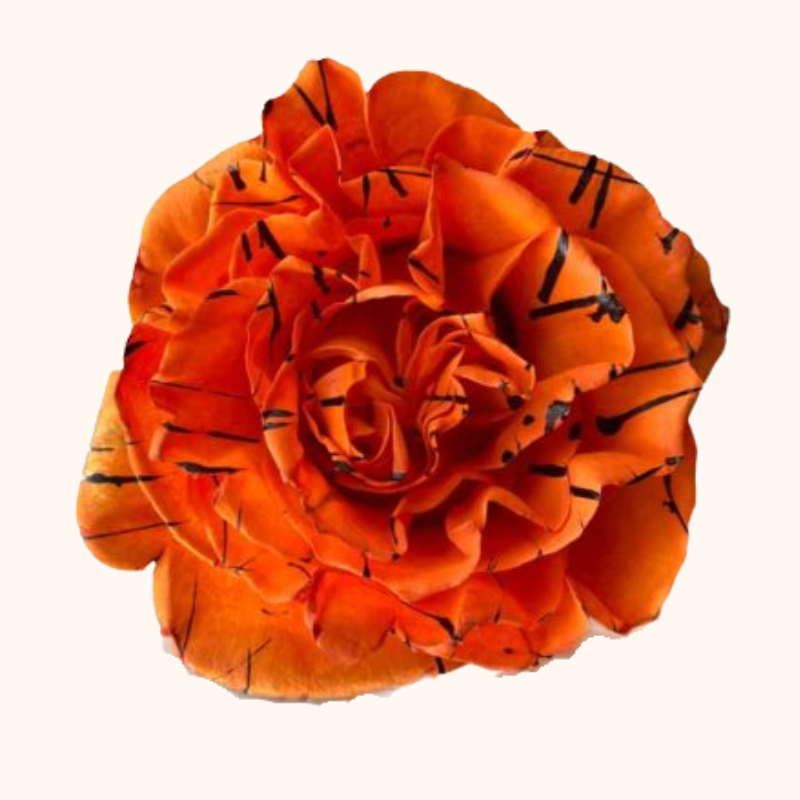 Halloween Trick or Treat Orange Tinted Roses