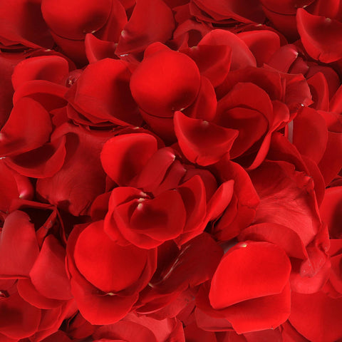 Rose Petals Red